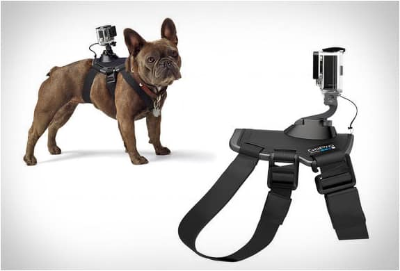 GoPro Fetch