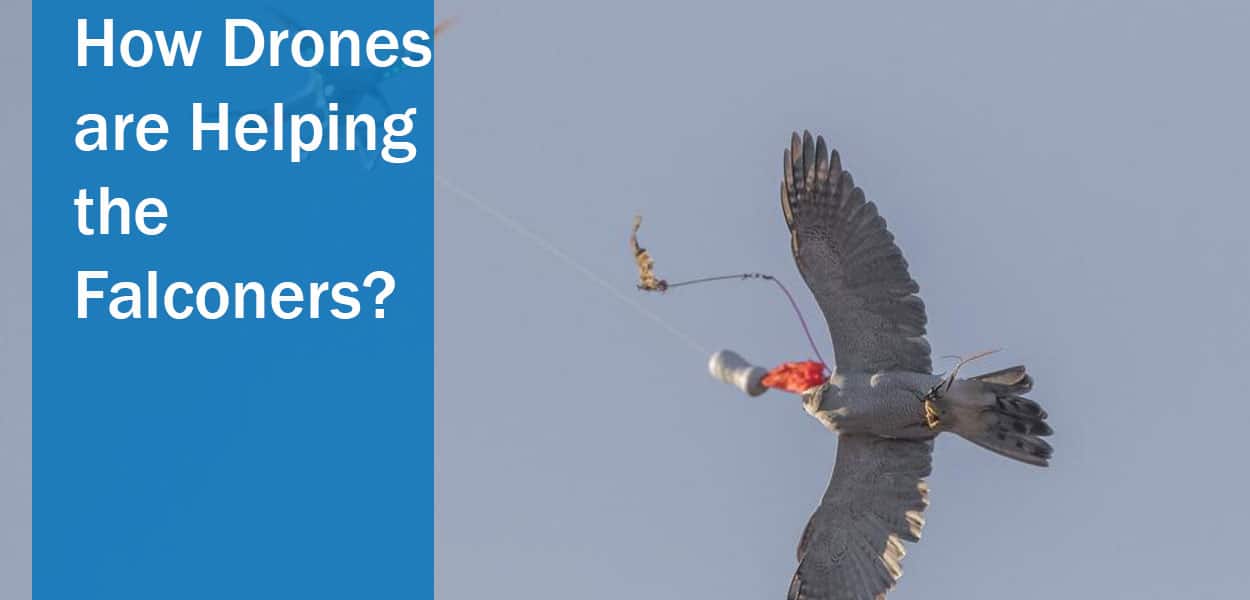 Therapy Drone Falcons
